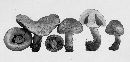 Agaricus comtulus image