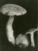 Lactarius theiogalus image