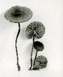 Marasmius glabellus image