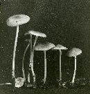 Mycena galericulata image