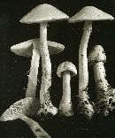 Amanita verna image