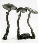 Agrocybe erebia image