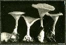 Clitocybe infundibuliformis image