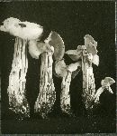 Helvella crispa image