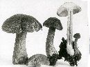 Tricholomopsis rutilans image