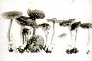 Inocybe mixtilis image