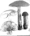 Leccinum versipelle image