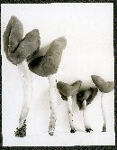 Helvella elastica image