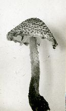 Amanita magnivelaris image