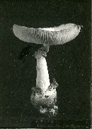Amanita elliptosperma image
