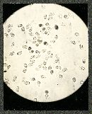 Pseudoarmillariella ectypoides image