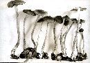 Inocybe mixtilis image