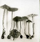 Inocybe sindonia image