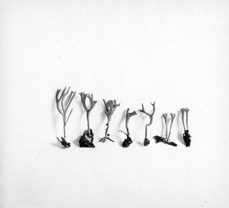 Clavaria tetragona image