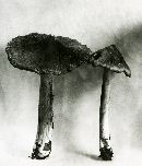 Inocybe rimosa image