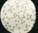 Paxillus involutus image
