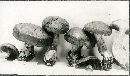 Cortinarius anfractus image