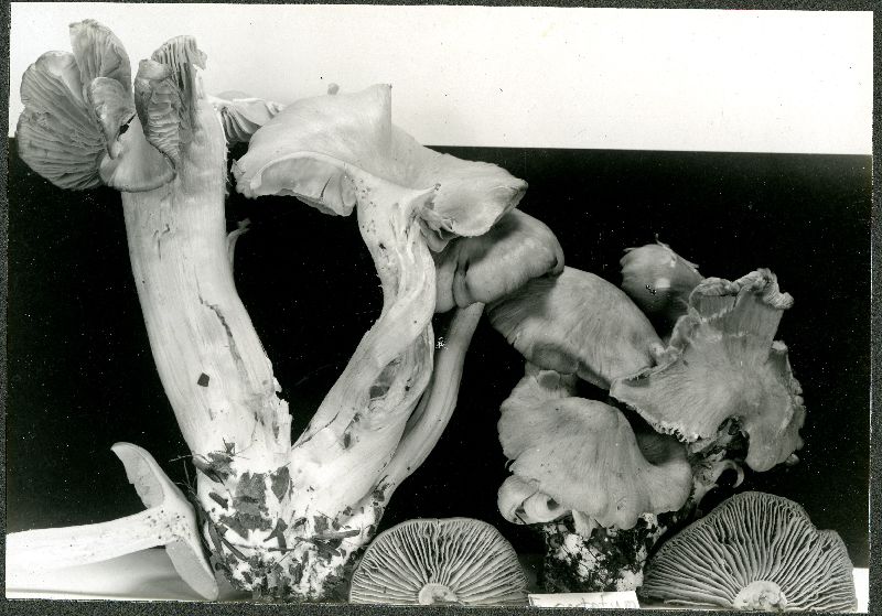 Entoloma costatum image
