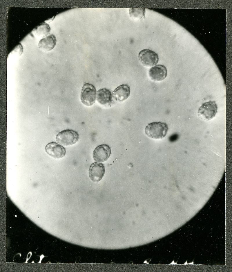 Clitocybe biformis image