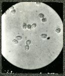 Clitocybe biformis image