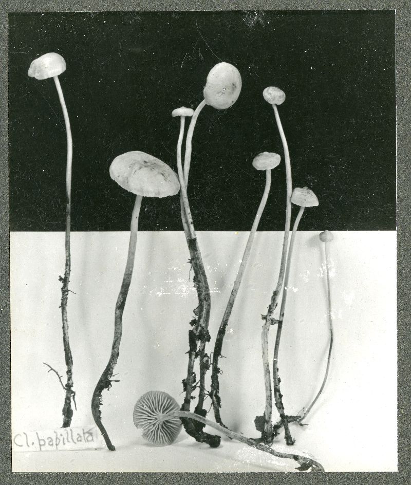Clitocybe papillata image