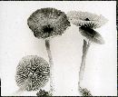 Entoloma jubatum image