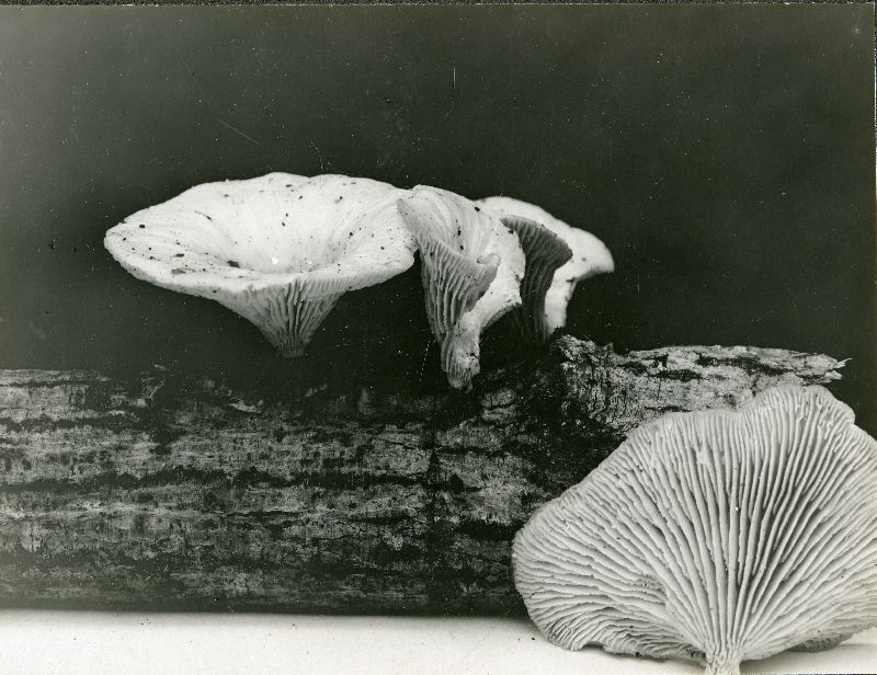 Lentinus haematopus image