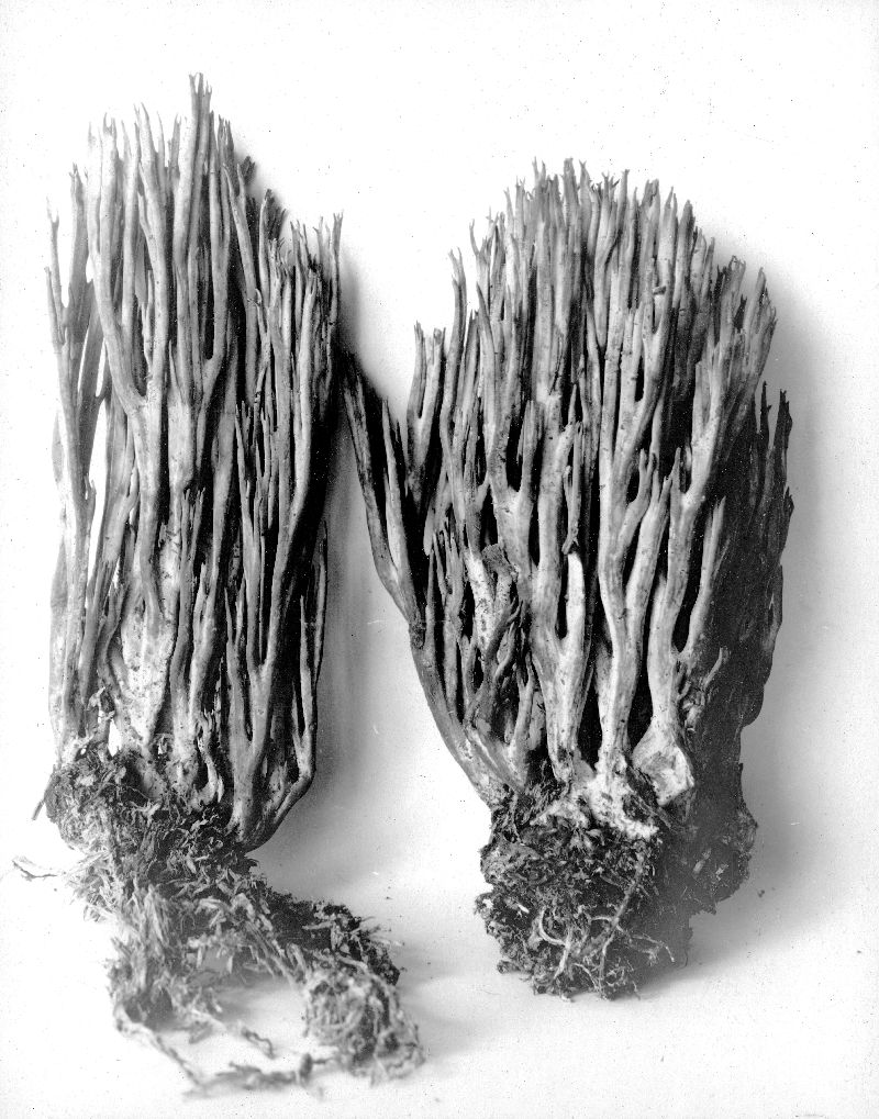 Ramaria tsugina image