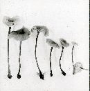 Marasmius cauticinalis image