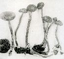 Inocybe infelix image