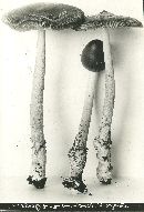 Amanitopsis strangulata image