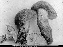 Boletus cyaneus image