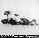 Entoloma byssisedum image