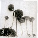 Hypholoma lepidotum image