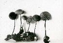 Marasmius glabellus image