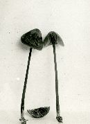 Nolanea fuscifolia image