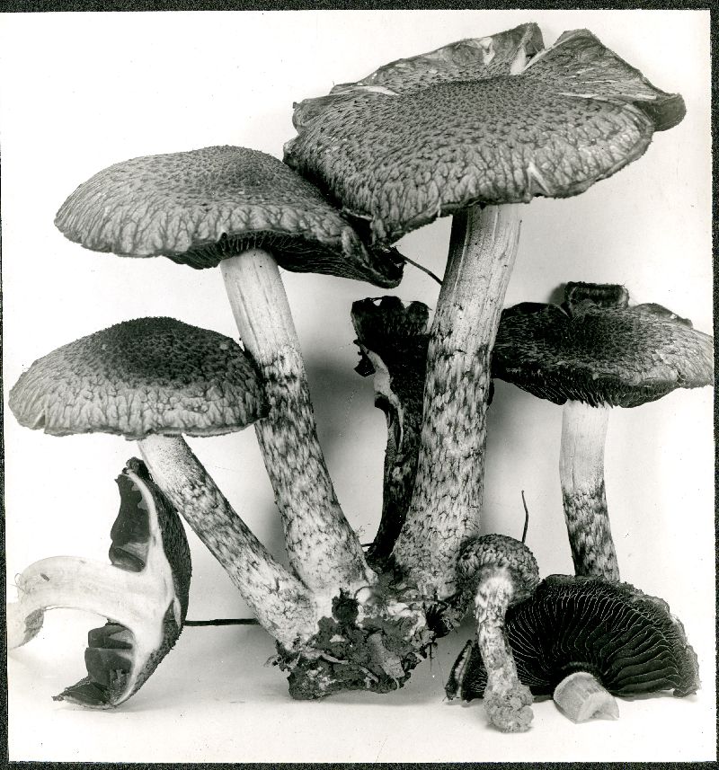 Hypholoma echiniceps image