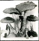 Hypholoma echiniceps image