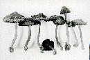 Inocybe hirtella image