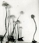 Mycena filopes image