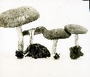 Inocybe dulcamara image