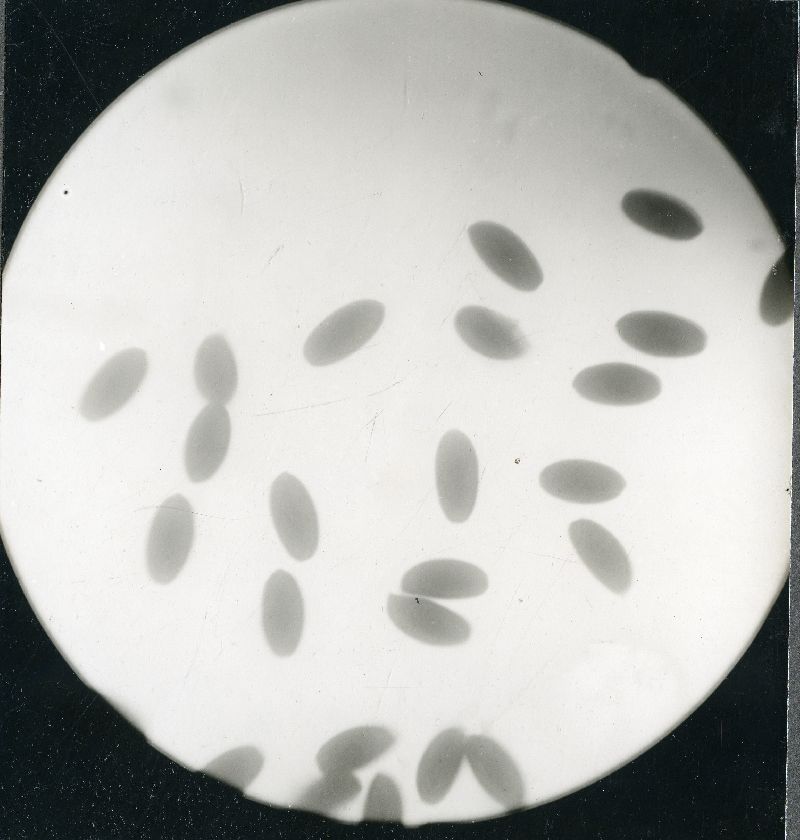 Parasola conopilus image