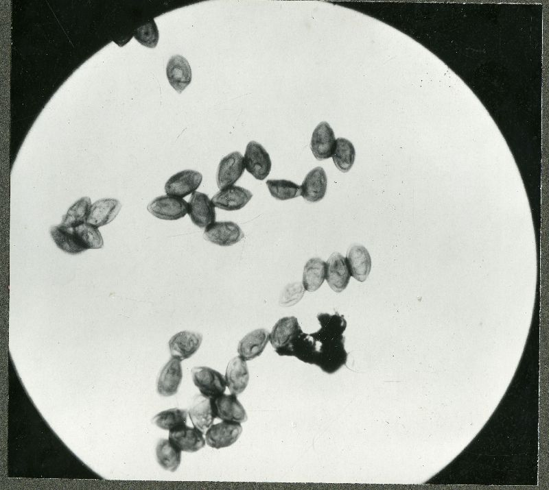 Flammula echinospora image