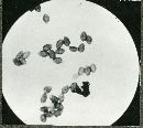Image of Flammula echinospora