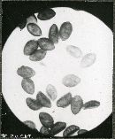 Flammula echinospora image