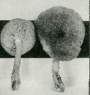 Tricholomopsis rutilans image