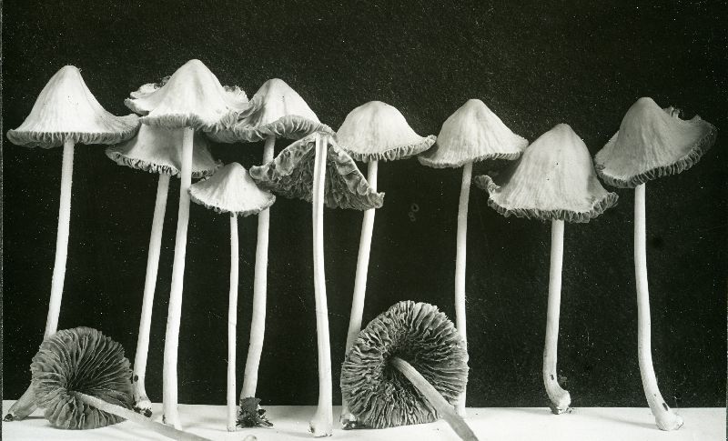 Conocybe crispa image