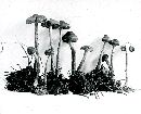 Inocybe pallidipes image