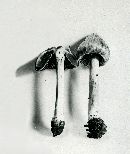 Inocybe rimosa image