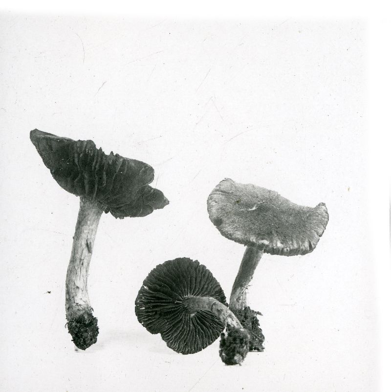 Inocybe brunnea image